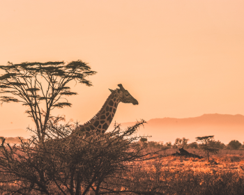 Africa
